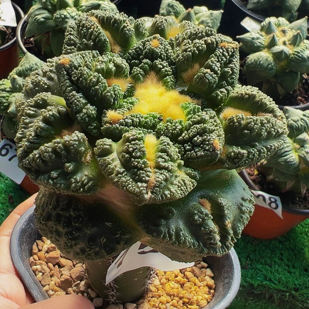 无花朵福利颗粒隔尤龟甲牡丹754