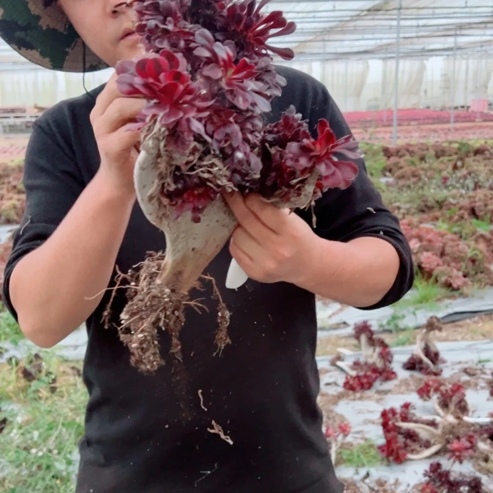 丽娜醉话145号多肉法师