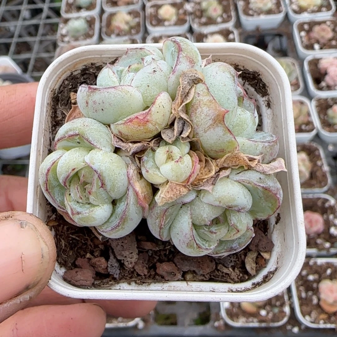 多肉小卡拉米糖心一物一拍