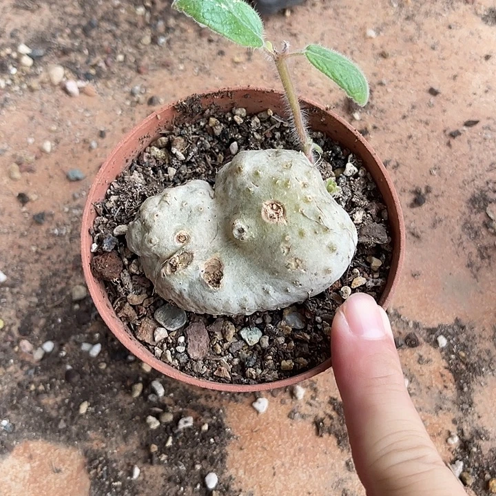 无花朵断崖香妃块根