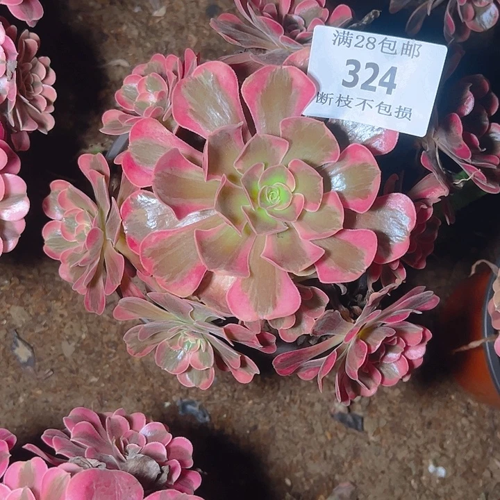 324爱神多肉植物保护