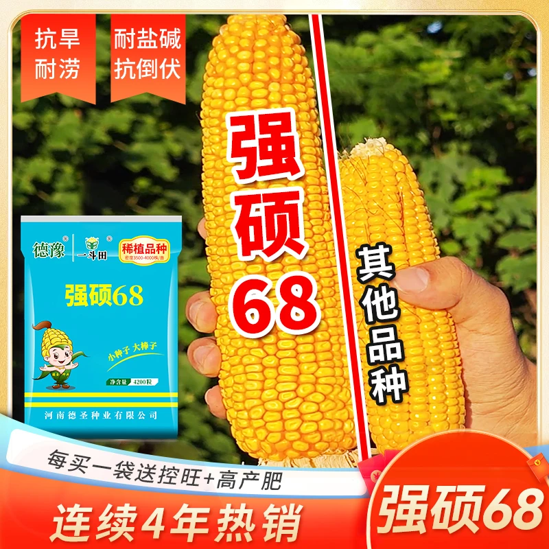 【10袋强硕68玉米种子】国审抗旱4200粒高产抗旱耐涝抗倒伏厂家直销