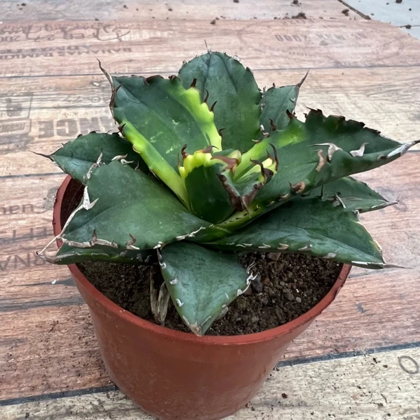 福白锦龙舌兰多肉植物热带盆栽花卉盆景景观搭配脱土发货