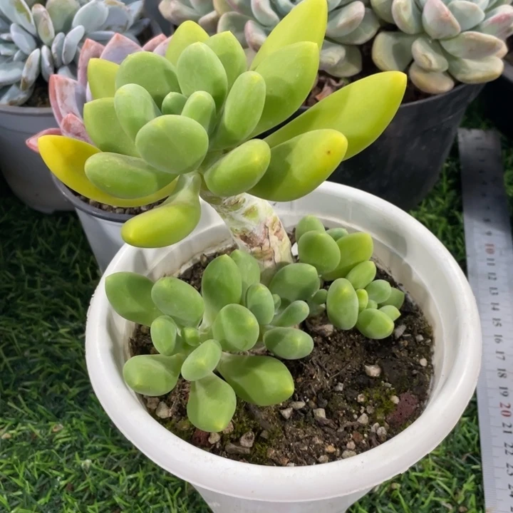 芒果奶冠幅12 公分一物一拍