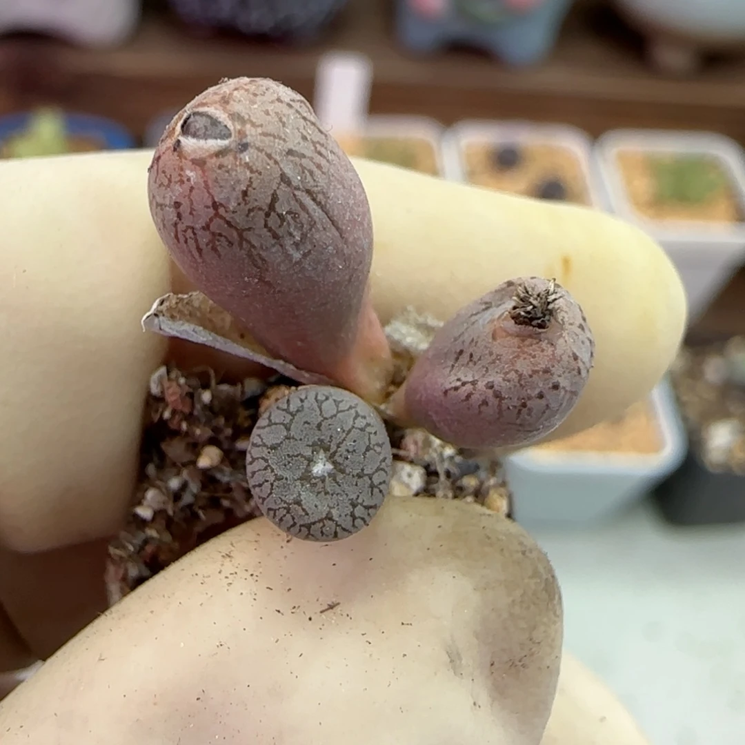 168康普提杂交福利