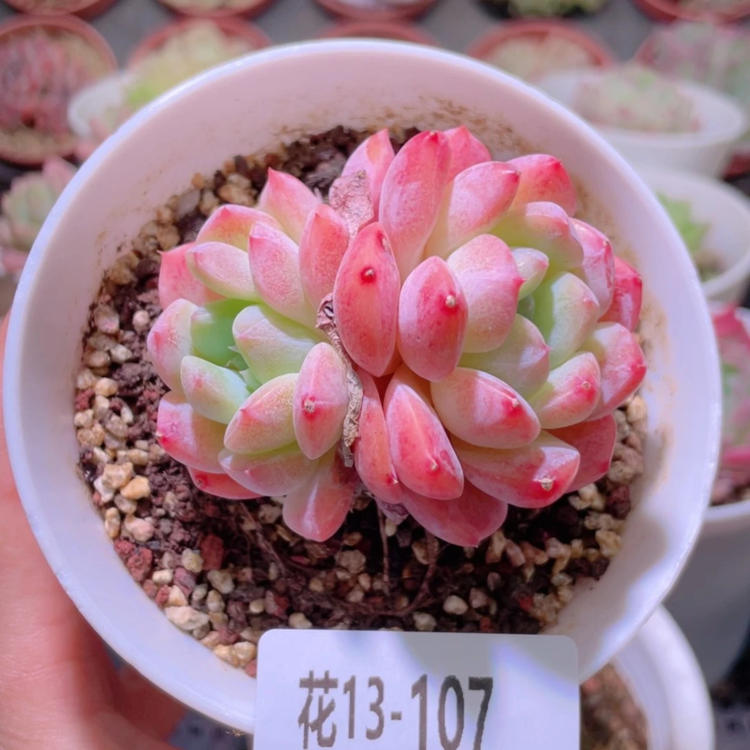 花利美13-107刚毅