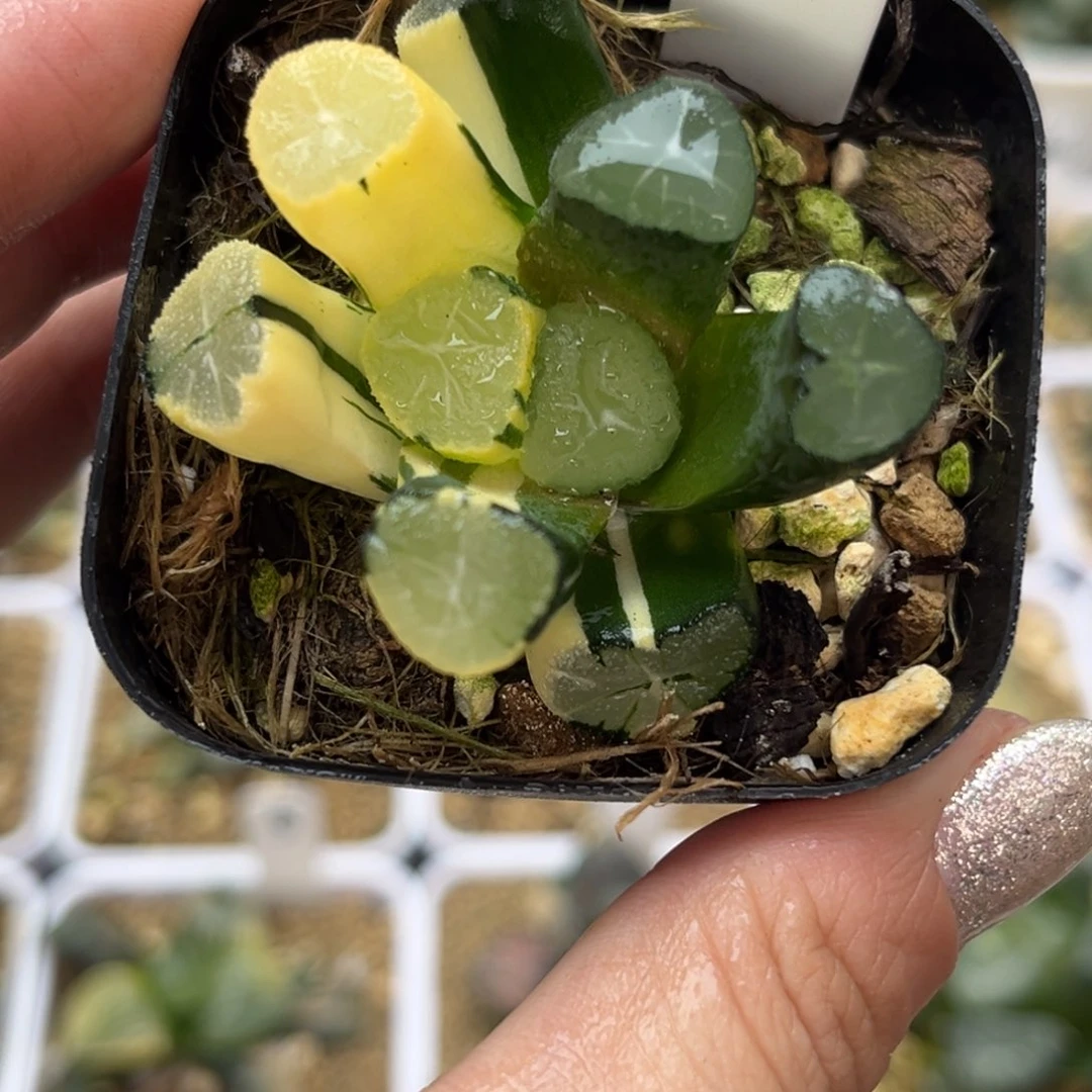 808玉龙万象锦哈哈哈哈哈