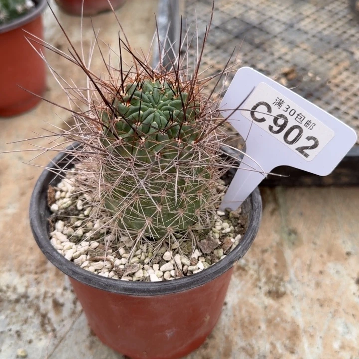C902黑猴不知道花色，