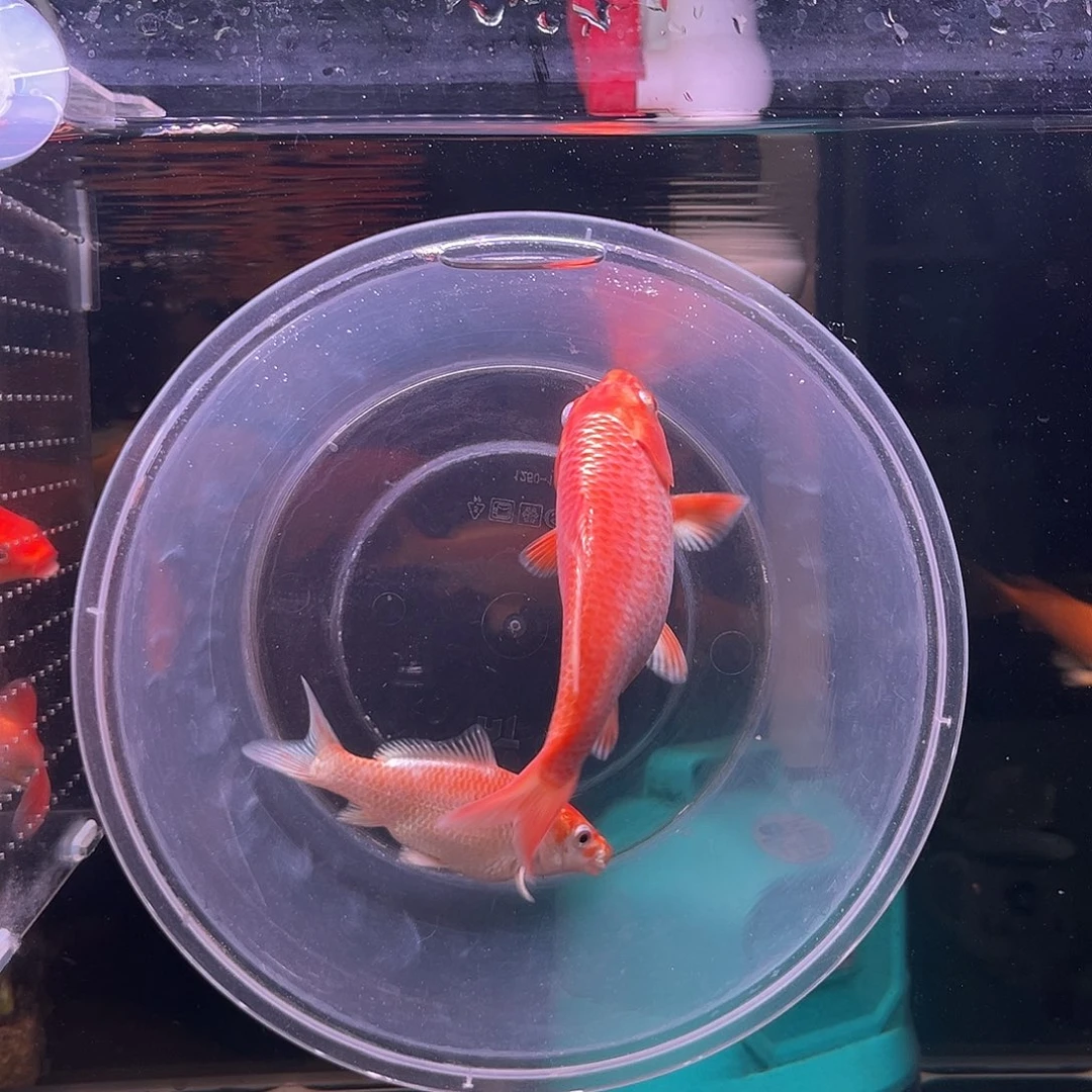 海水红色蝴蝶鲤大鳍大尾