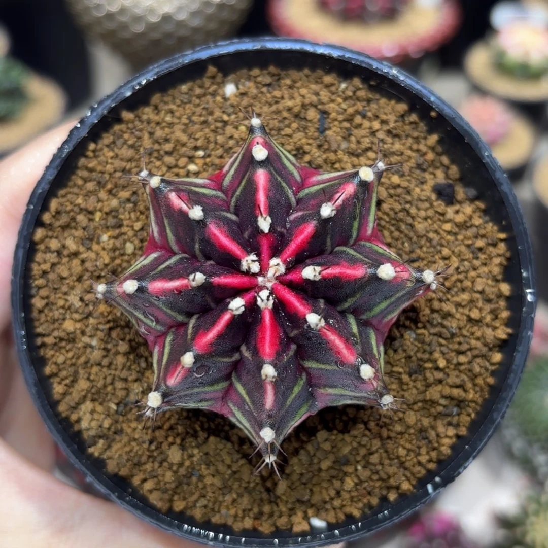 5.6cm泰系实生———002号