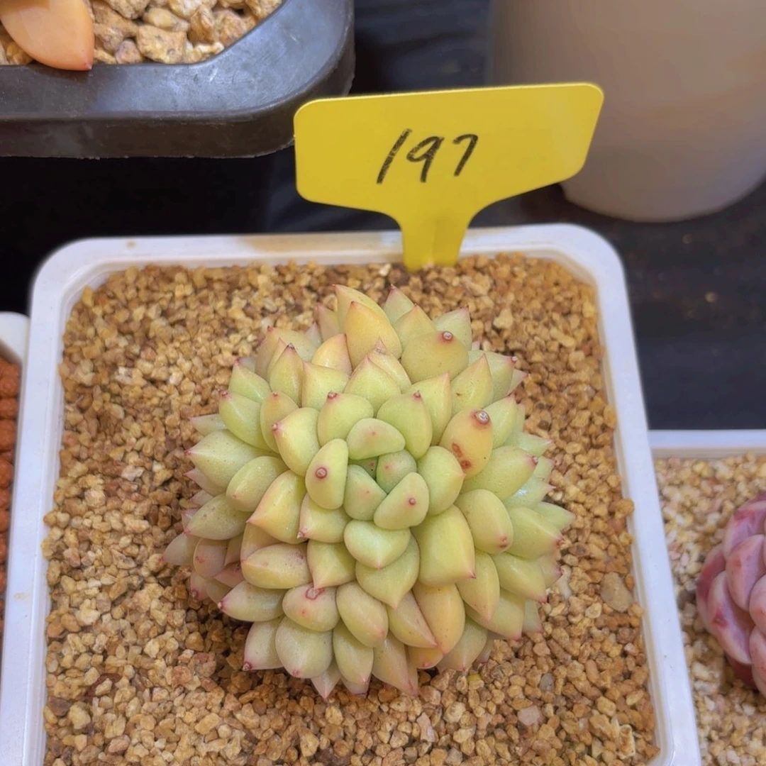 孙*萌我的小可爱们都好可爱