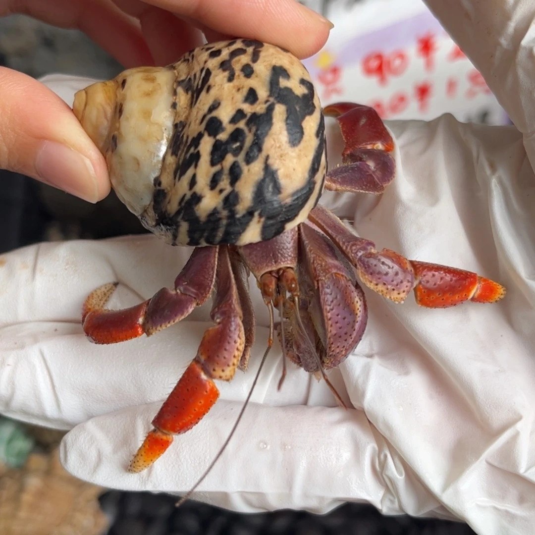 满色紫葡萄3口。
