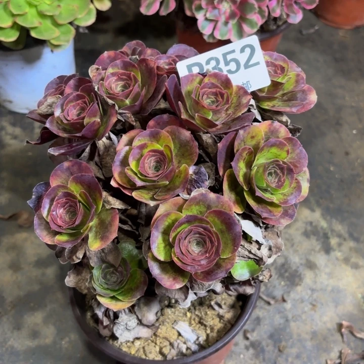 瑞妈多肉园艺352+魅金