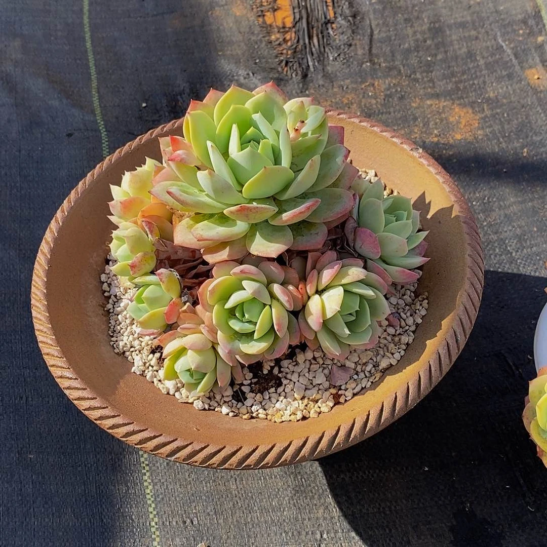 阴*天48包邮一物一拍多肉植物