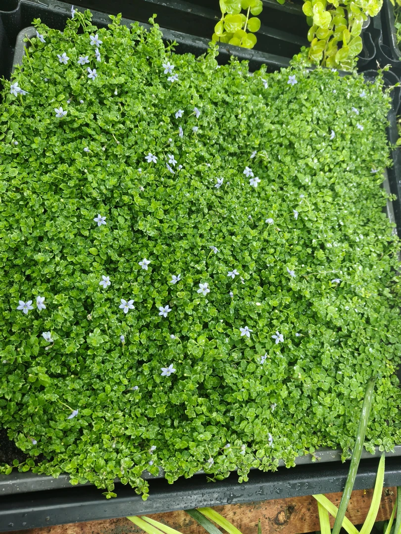 新西兰半边莲爱尔兰珍珠草地被草坪庭院绿植绿化耐寒耐高温多年生