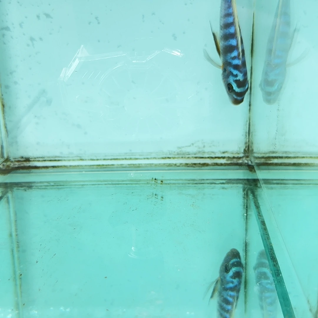 慈鲷1090野蓬勃斑马。