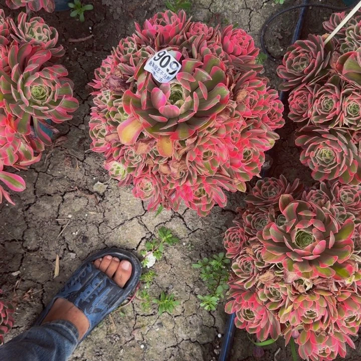 初恋花27-25包邮花花