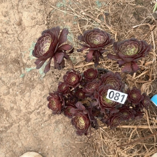 无花朵多肉植物罗丽081号不包断枝