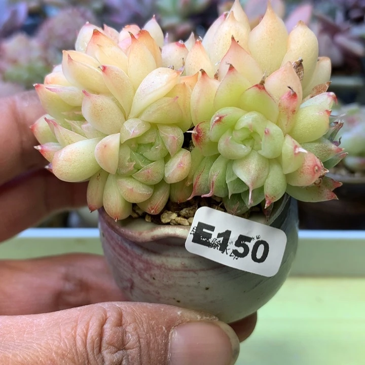 E150一物一拍带盆发