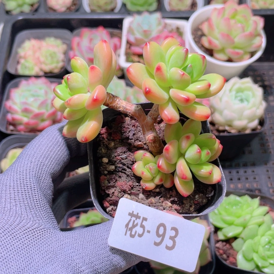 花利美 5-93香格里拉