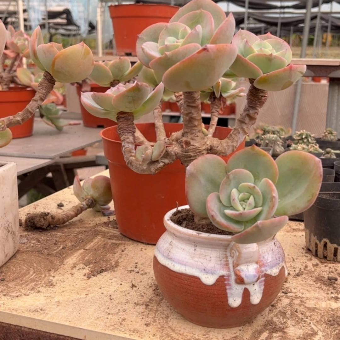 【闪购商品】无花朵富****d
