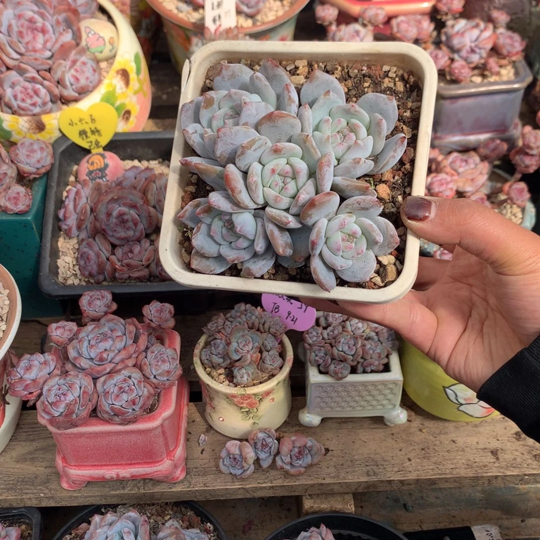 哈哈哈哈哈哈哈21