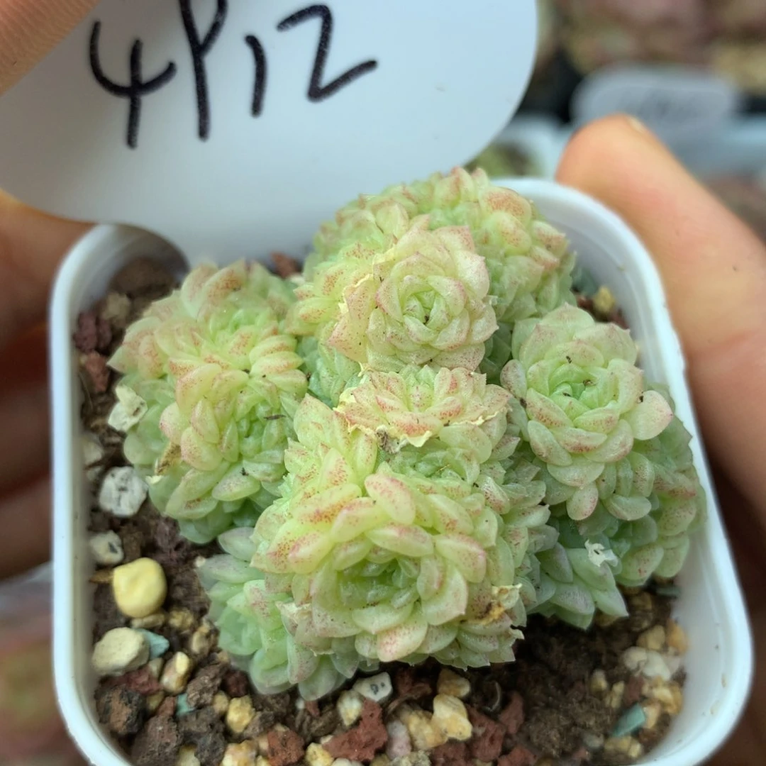 超小脸麦秆群4912