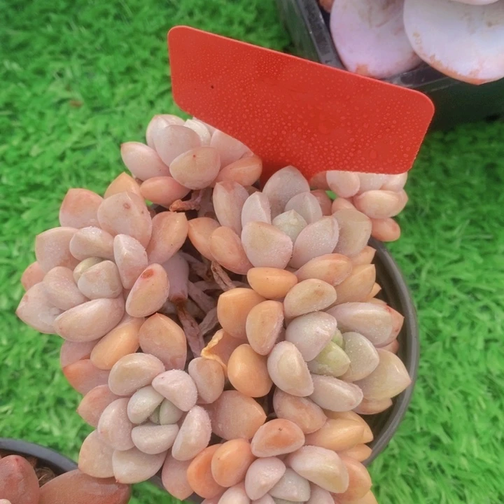 多肉植物，开心多肉