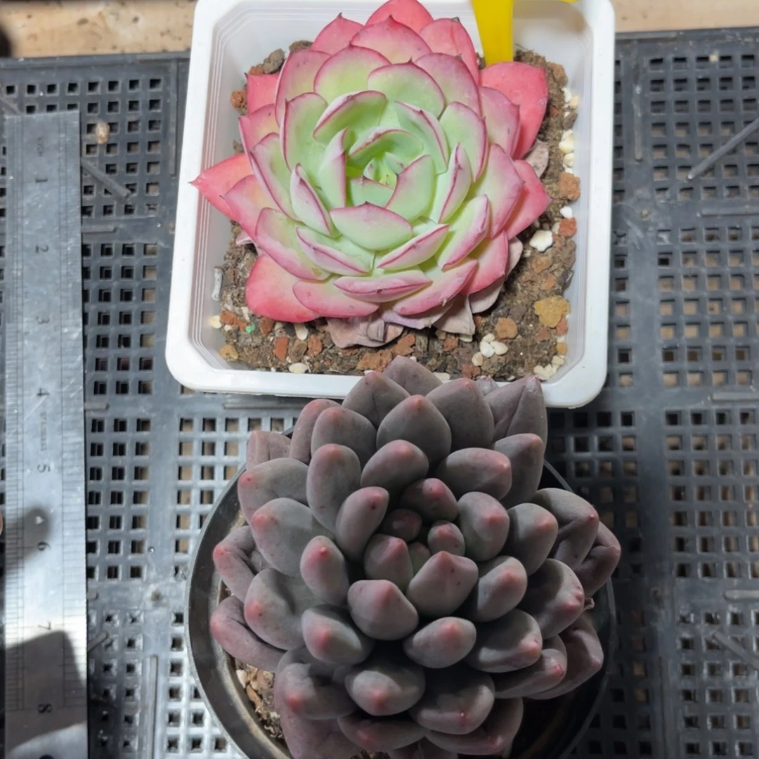 云尘多肉一物一拍1570