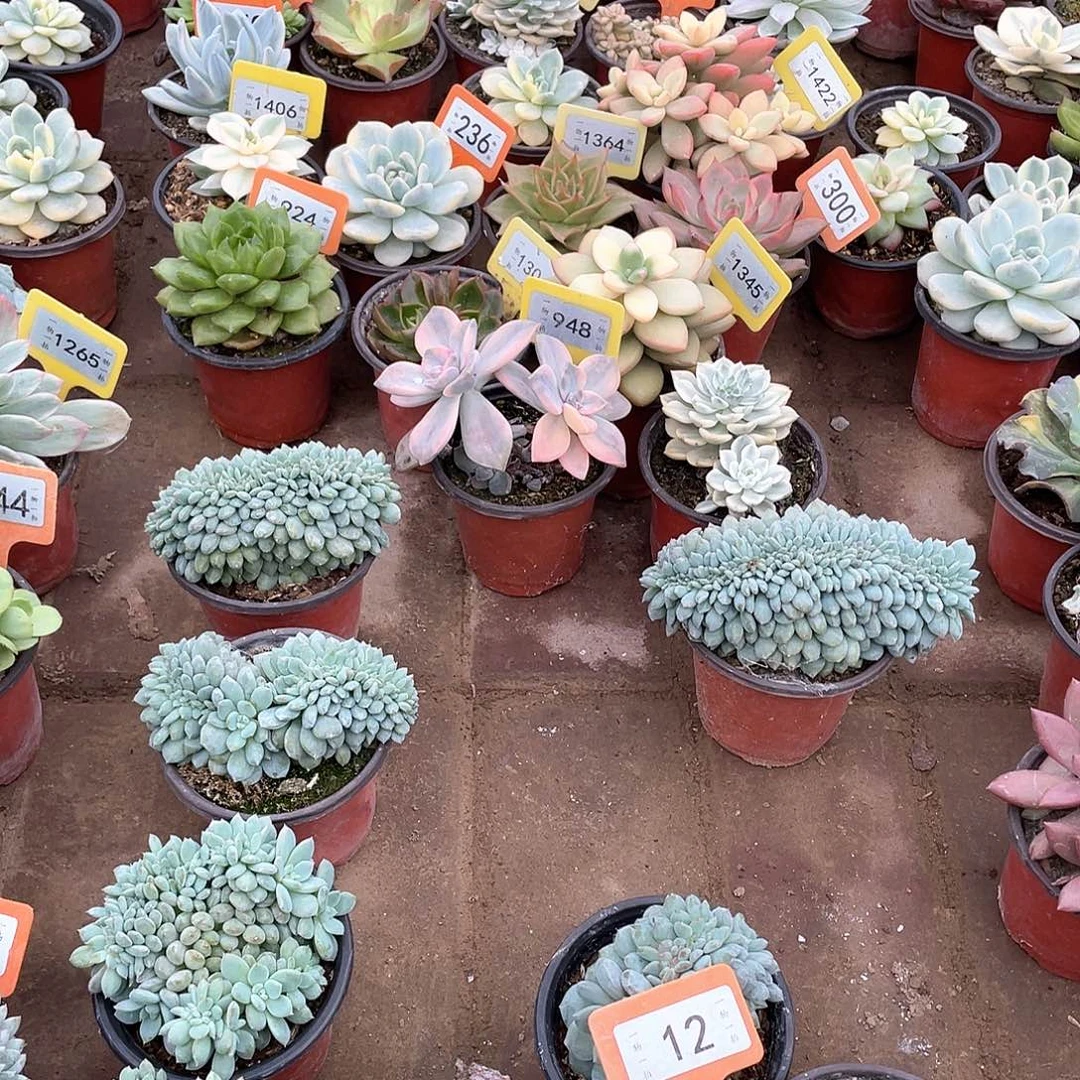 j***s12三颗一组多肉植物