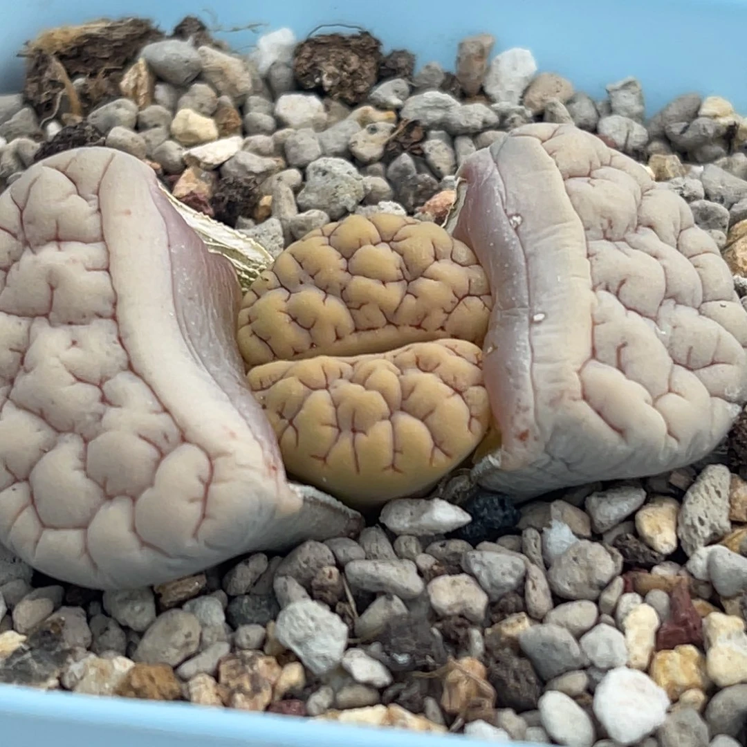 9147大凹凸蛙哥189一颗
