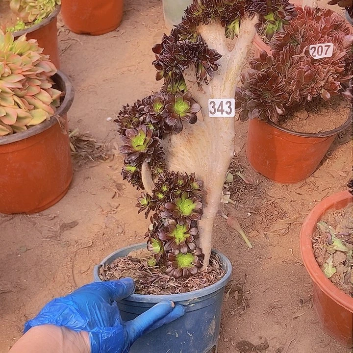 343黑缀化老板子法师缀