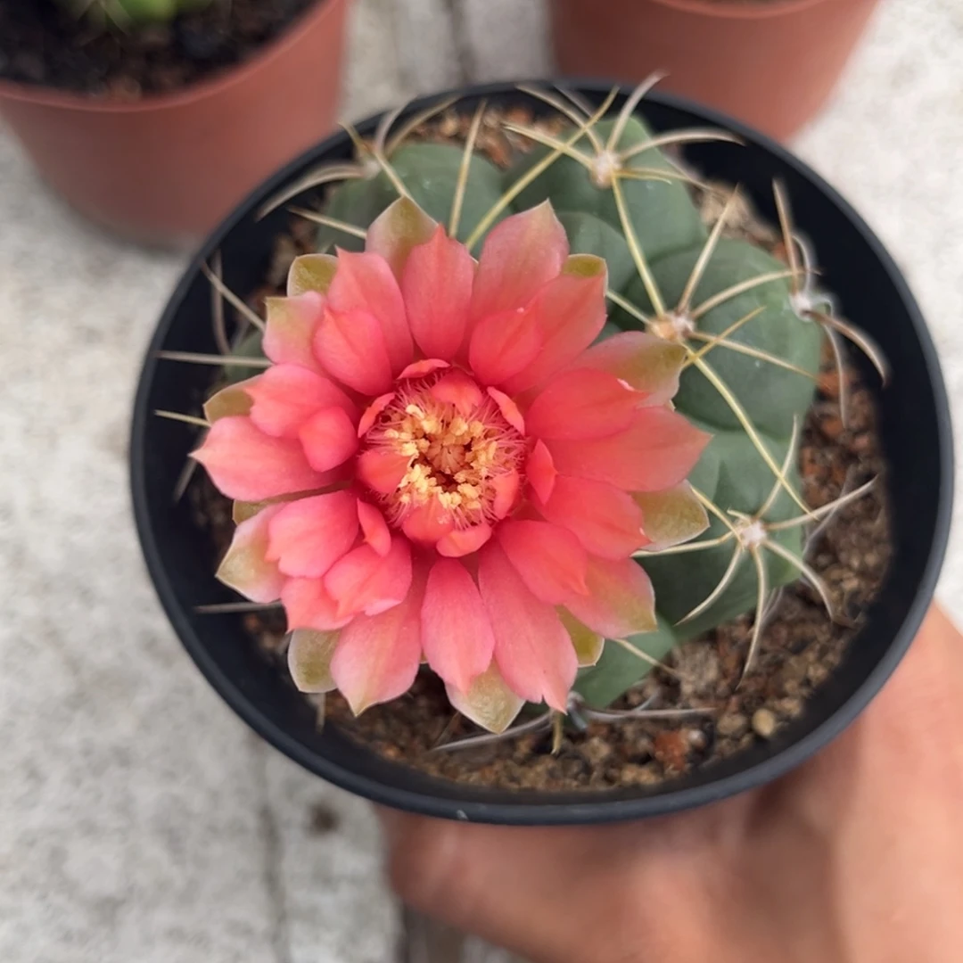 时****。实生美花海王仙人球