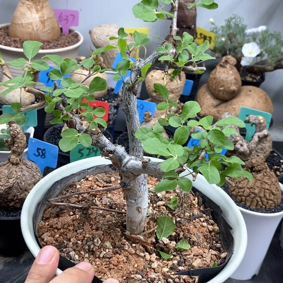 奥比克橄榄多肉植物