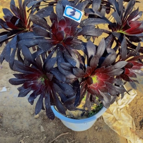 阿*罗魔法师多肉植物3多肉