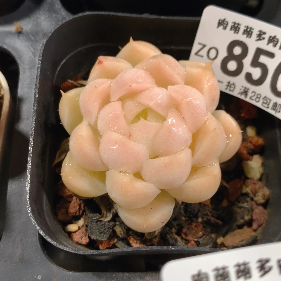 5CM拇指盆精控多肉ZO850