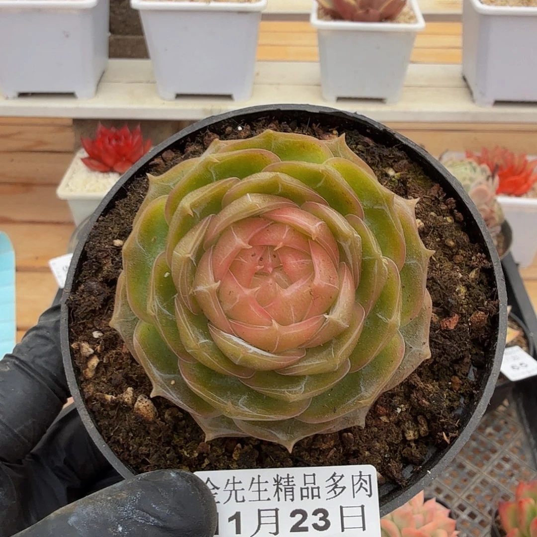 1123-69琉璃盏单头