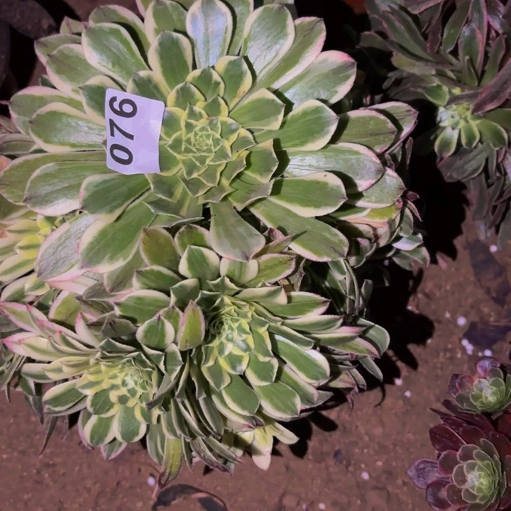 076白狐多肉植物