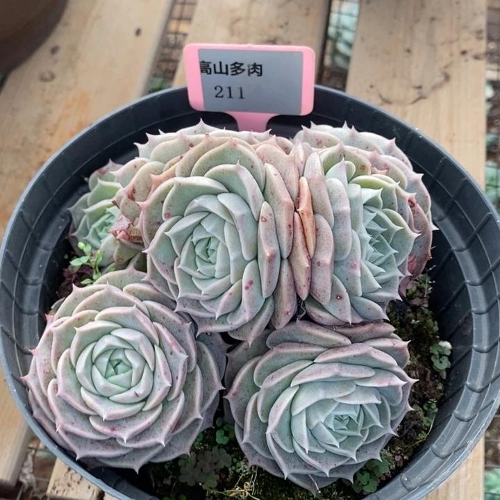 D211- 直播福利 东云