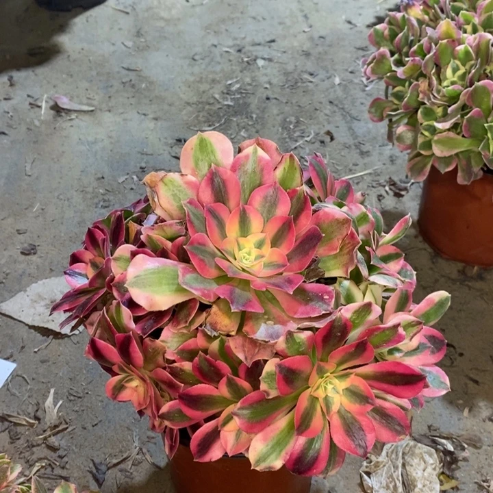 粉女巫多肉植物9。