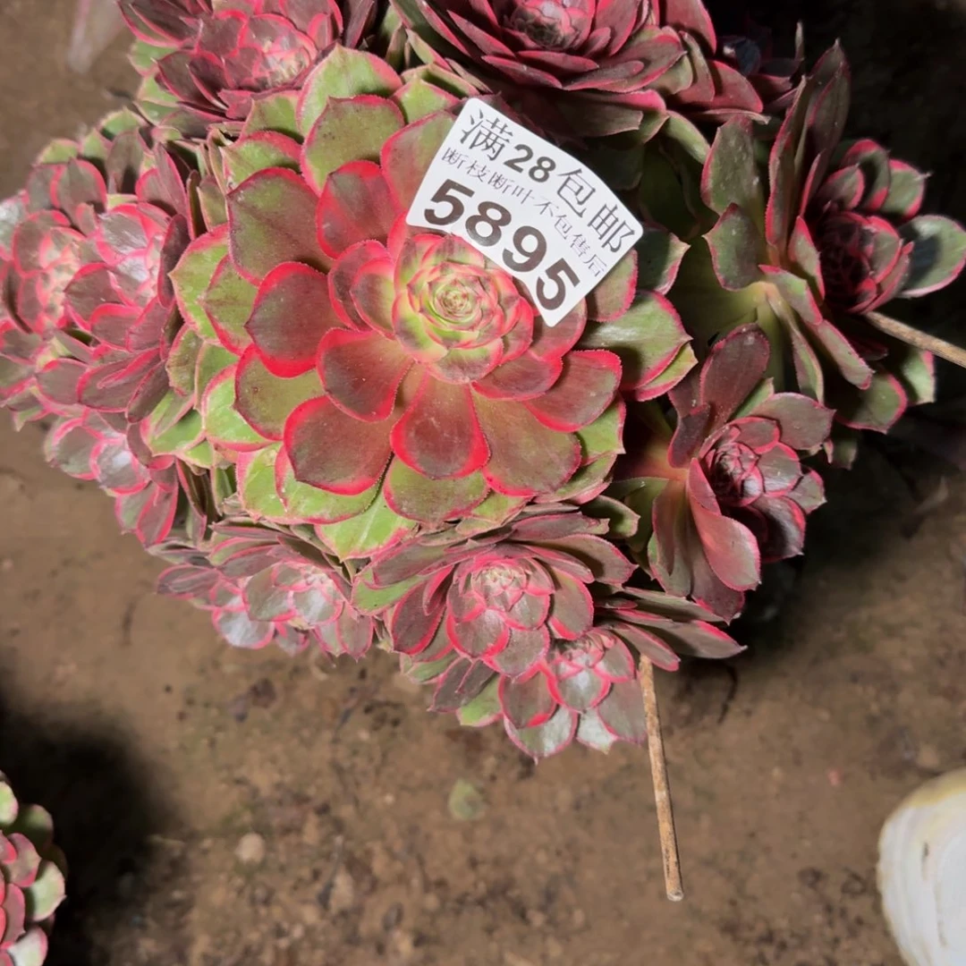 5895花妖多肉植物