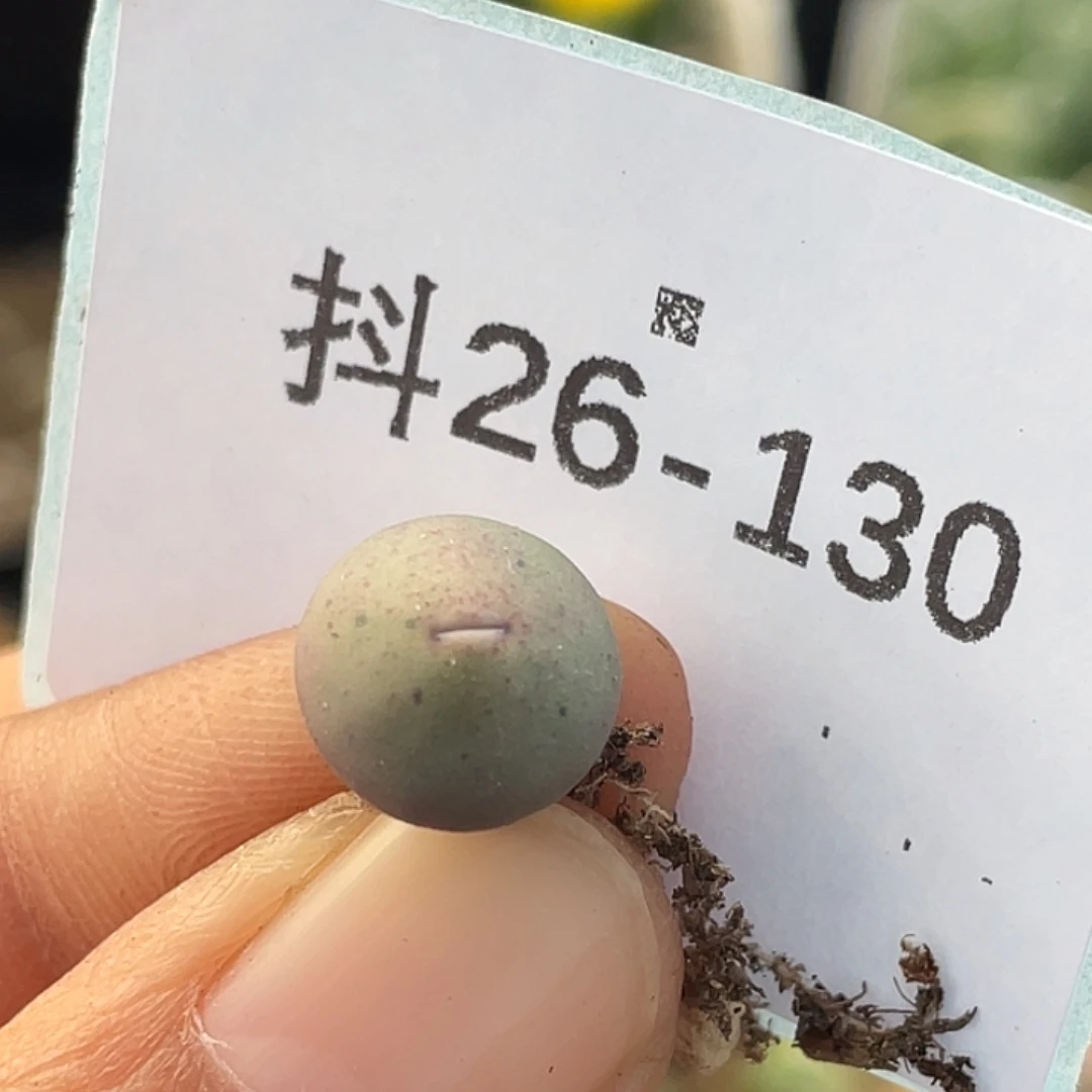 26-130嘴多肉植物肉锥