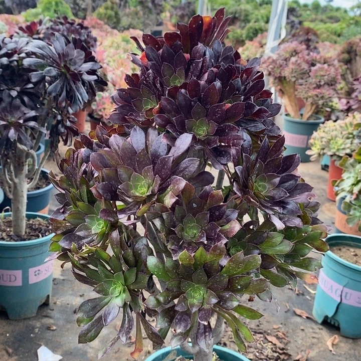 黑法多肉植物19。