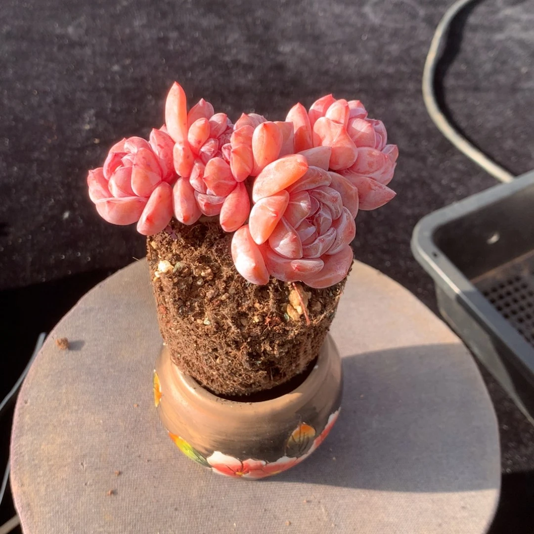 芊***那好你也会为自己在