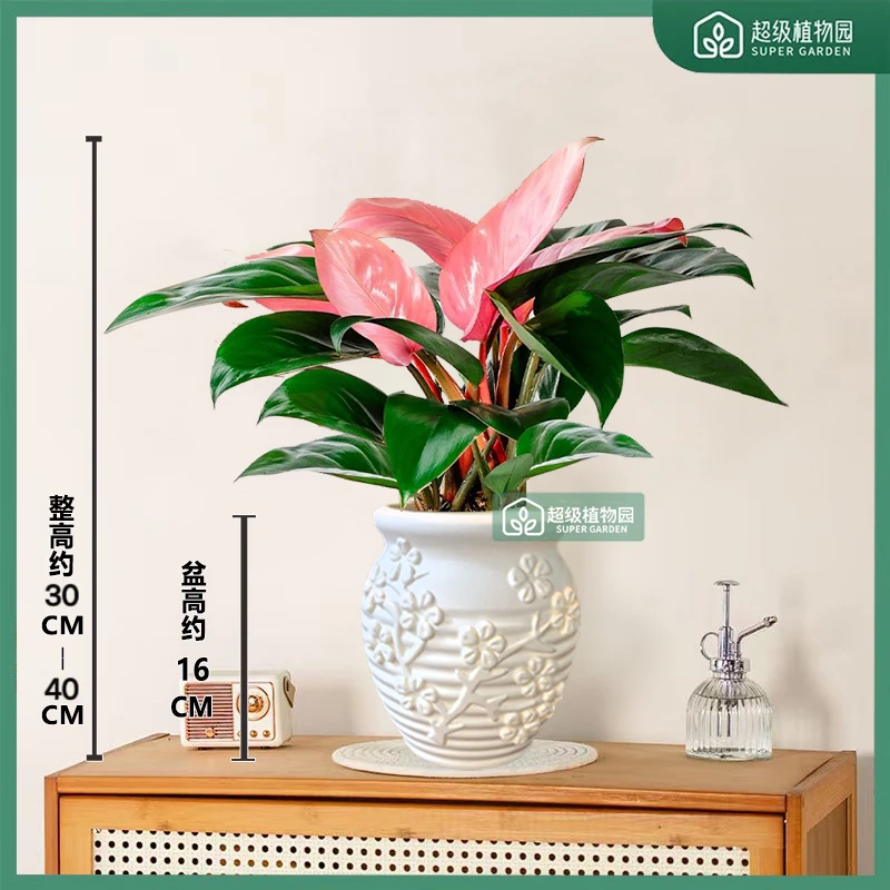 粉钻蔓绿绒盆栽室内客厅土培好养活办公室桌面绿植花卉30-40CM