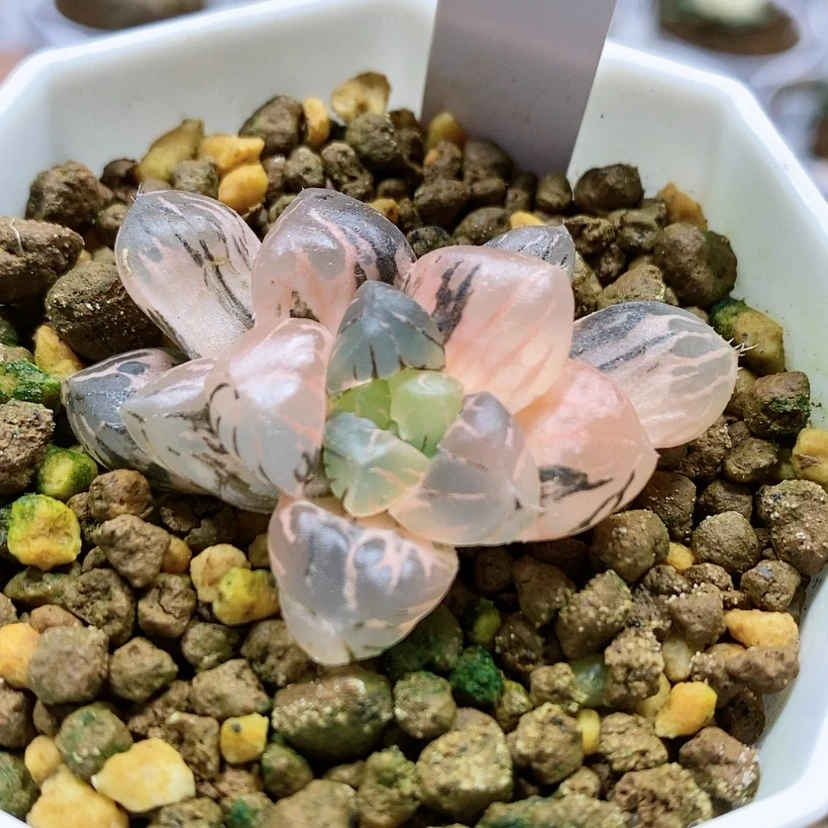 【闪购商品】113孔明灯
