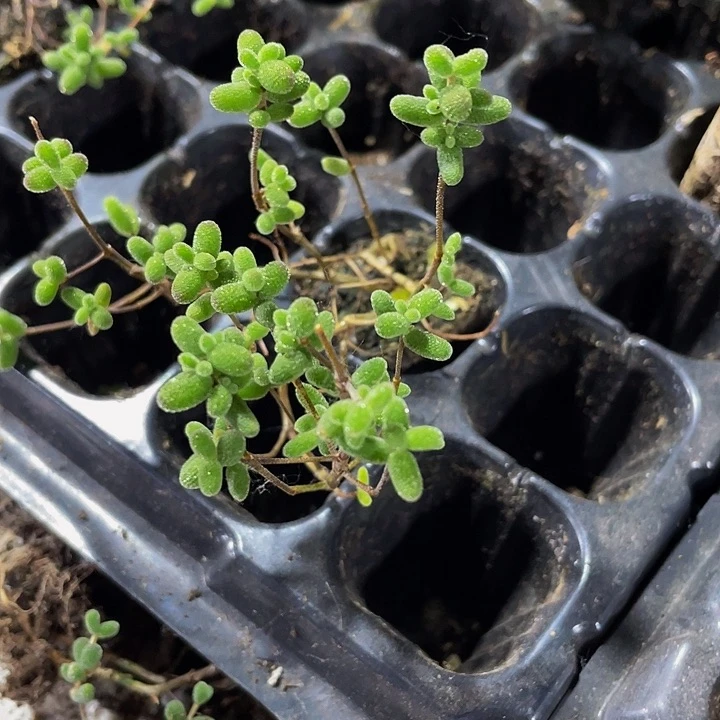 小糖球1元带土发