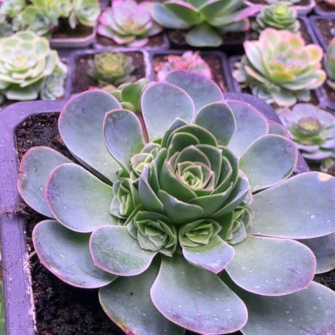 捧花7.5厘米玫瑰121242443