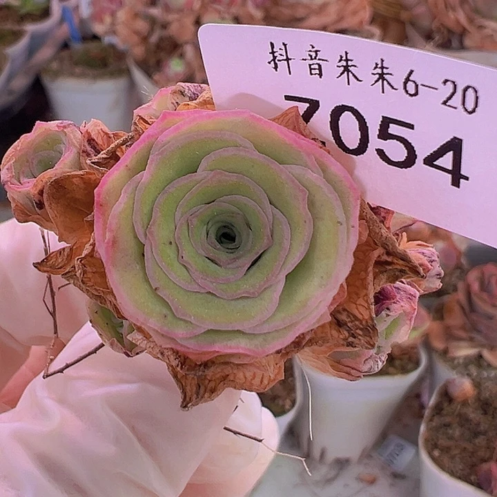 全部花朵朱054。绝色人X黄金X若初X龙母。 多肉