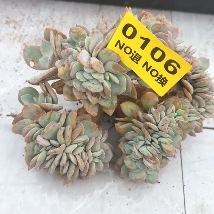 0106号粗腿大血凤缀化